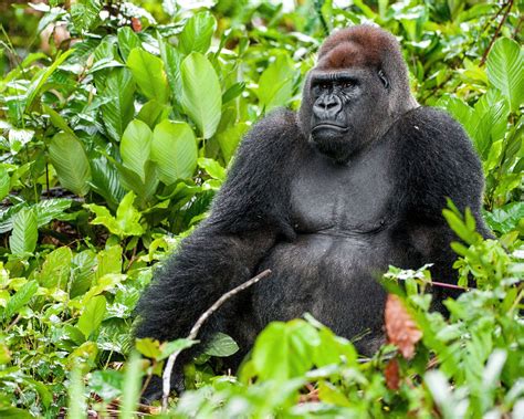 Western Lowland Gorilla .